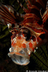 Yawning Lion fish. Picture taken at North Point, Malapascua. by Anouk Houben 